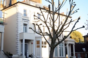 Londres en otoño Árboles podados